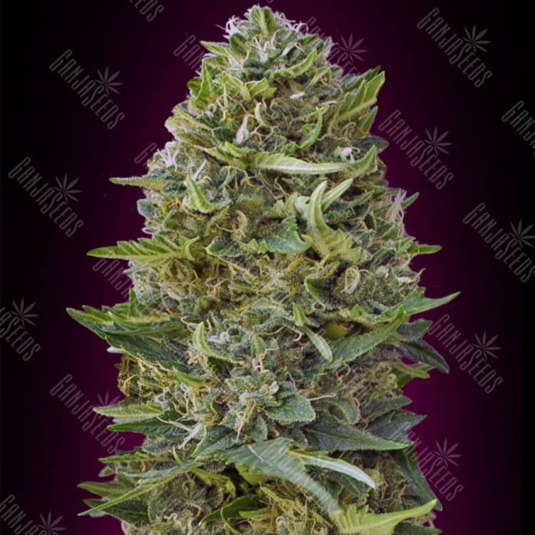 семена конопли гидропоники Caramel Kush feminised 00 Seeds