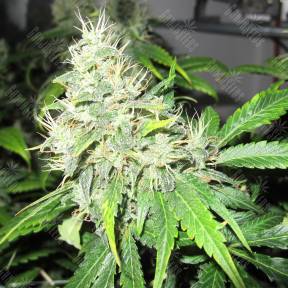 1024 feminised Medical Seeds