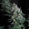 заказ семян конопли Delahaze feminised Paradise Seeds