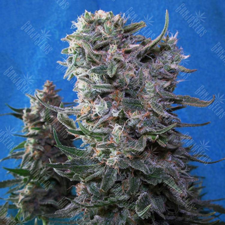 семена конопли Delahaze feminised Paradise Seeds