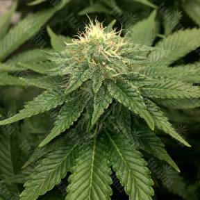 ICE feminised Royal Queen