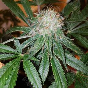 Cream Caramel CBD feminised Sweet Seeds