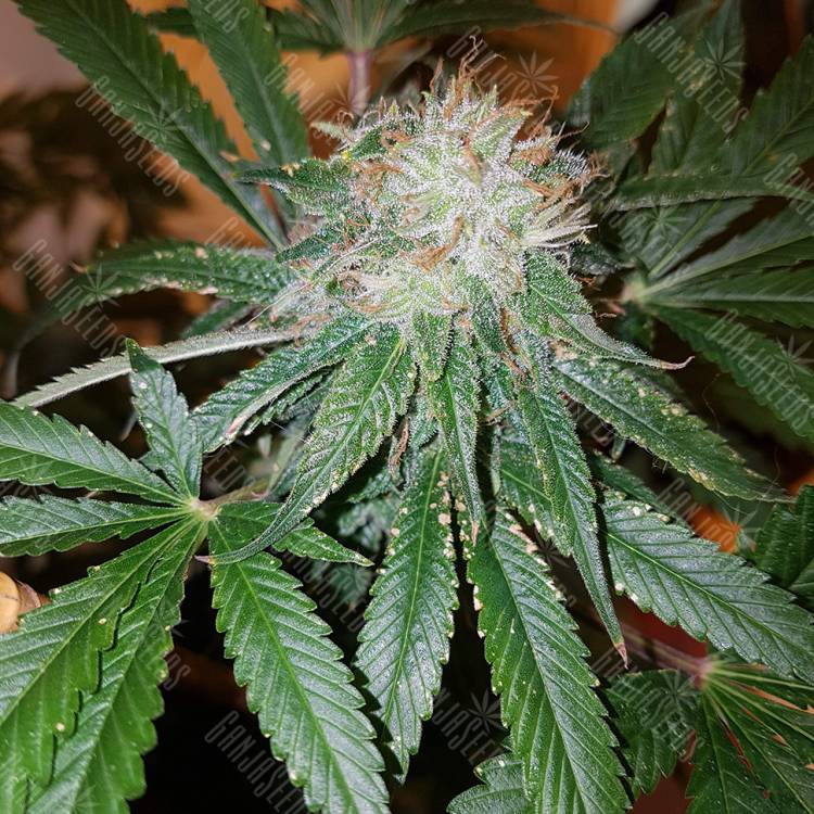 семена конопли в оригинальных упаковках Cream Caramel CBD feminised Sweet Seeds семена конопли в оригинальных упаковках Cream Caramel CBD feminised Sweet Seeds