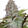 семена конопли купить Auto S.A.D. (Sweet Afgani Delicious) feminised семена конопли купить Auto S.A.D. (Sweet Afgani Delicious) feminised