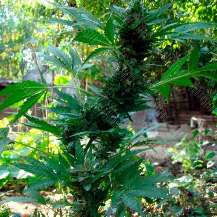 заказ семян конопли Киев Auto AK 47 feminised Ganja Live Seeds