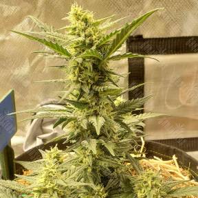 Sweet Cheese feminised Ganja Seeds