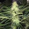 Качественные семена Sweet Cheese feminised Ganja Seeds