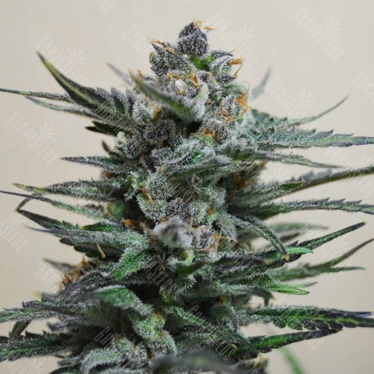 семена конопли для курения Auto Blue Acid regular семена конопли для курения Auto Blue Acid regular