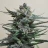 семена конопли для курения Auto Blue Acid regular семена конопли для курения Auto Blue Acid regular