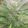 семена конопли марихуаны Auto Blue Acid regular семена конопли марихуаны Auto Blue Acid regular