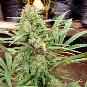 CBD Charlotte`s Angel feminised Dutch Passion Seeds