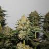 Amnesia Lemon feminised Breeders Community Seeds