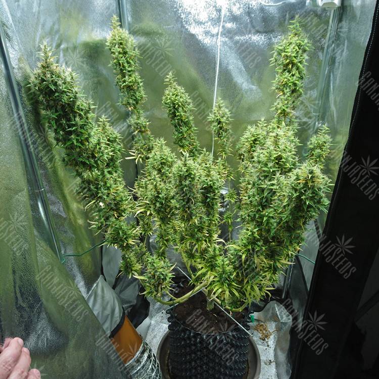 семена индийской конопли Dr. Grinspoon regular Ganja Seeds семена индийской конопли Dr. Grinspoon regular Ganja Seeds