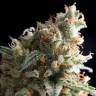 урожайные семена конопли Violator Kush feminised Barneys Farm