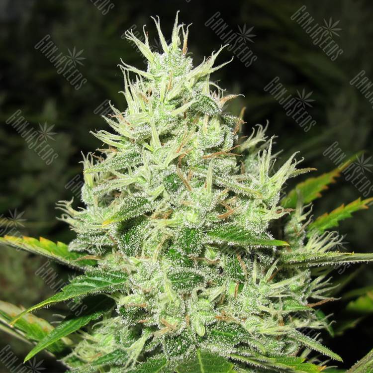 конопля семена сорта заказать 2048 feminised Medical Seeds
