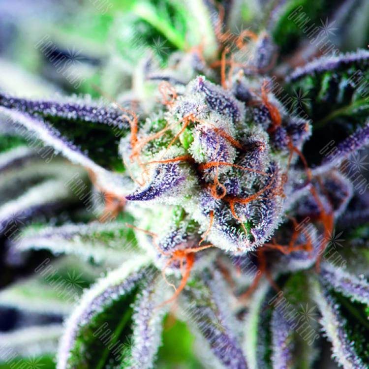 семена конопли феминизированные Do-Si-Dos feminised Pyramid Seeds