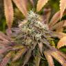 семена конопли интернет магазин Kali Dog feminised Royal Queen