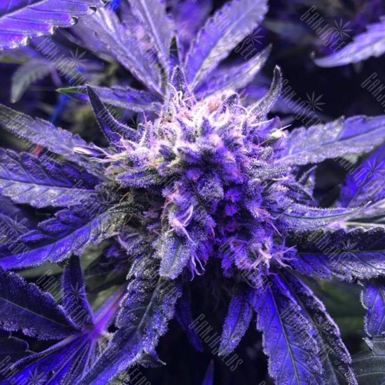 семена конопли Cream Caramel F1 Fast Version feminised Sweet Seeds семена конопли Cream Caramel F1 Fast Version feminised Sweet Seeds