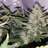Семена марихуаны Auto X.Treme feminised Ganja Seeds