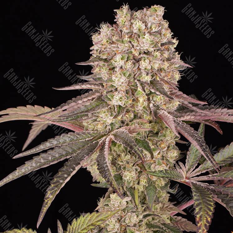 Семена Runtz Muffin feminised Ganja Seeds Семена Runtz Muffin feminised Ganja Seeds