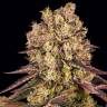 Купить семена Runtz Muffin feminised Ganja Seeds Купить семена Runtz Muffin feminised Ganja Seeds