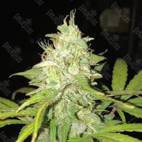 Blue Himalaya feminised Ganja Seeds