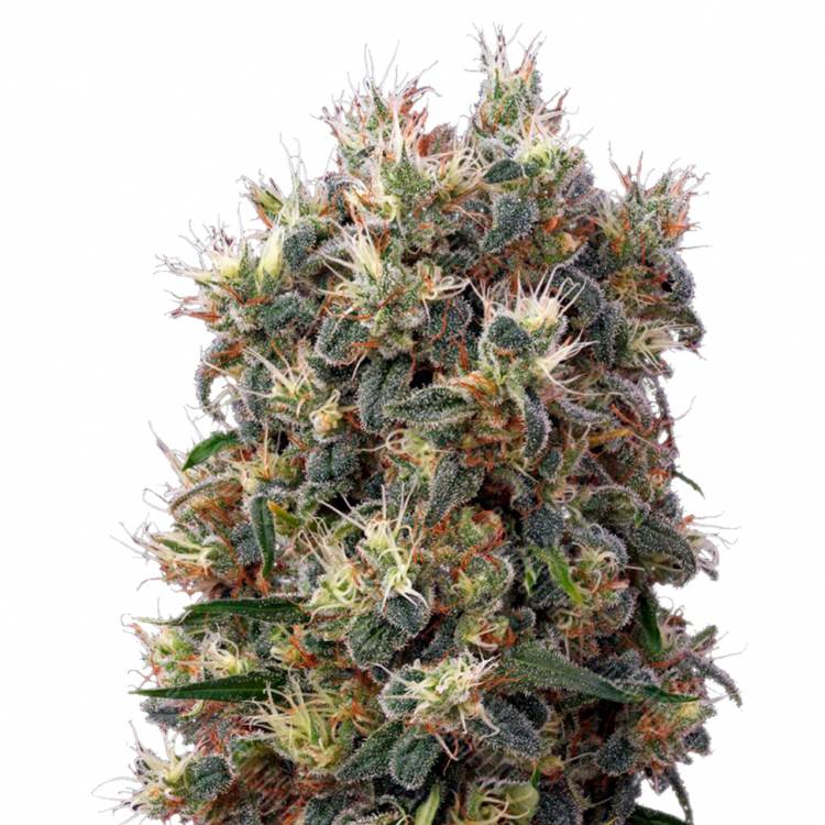 заказать качественные семена конопли The Church feminised Green House Seeds заказать качественные семена конопли The Church feminised Green House Seeds