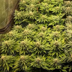CBD Compassion feminised Dutch Passion Seeds