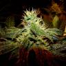 Black Domina feminised Breeders Community Seeds