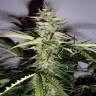 мощные семена конопли Auto Pandora regular мощные семена конопли Auto Pandora regular