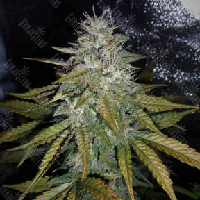 Auto Pandora regular Ganja Seeds