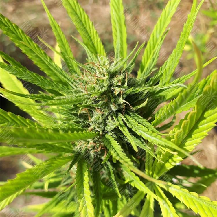 купить семена конопли CBD Blue Shark feminised Barneys Farm