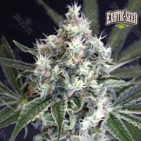 Medxotic Pure CBD feminised Exotic Seed