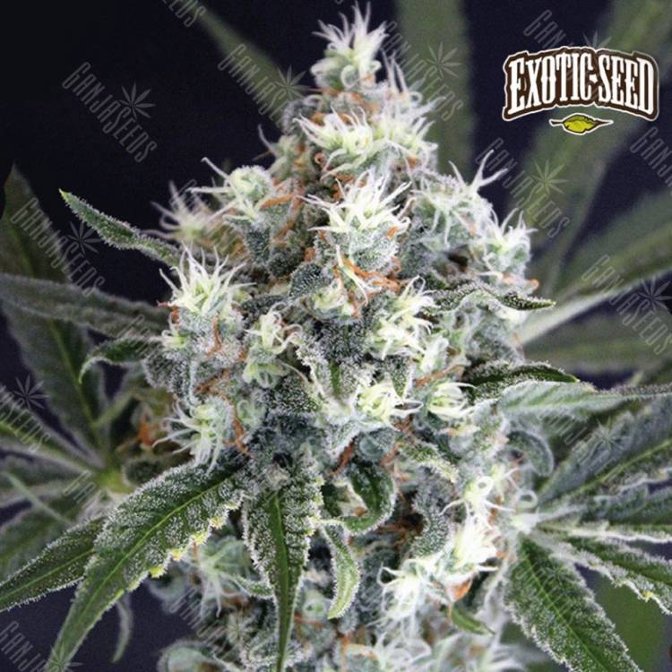 семена конопли медицинской Medxotic Pure CBD feminised Exotic Seed семена конопли медицинской Medxotic Pure CBD feminised Exotic Seed