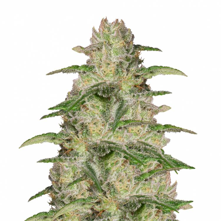 семена конопли в России OG Kush CBD feminised Medical Seeds семена конопли в России OG Kush CBD feminised Medical Seeds