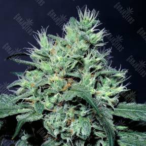 Dutch Dragon feminised Paradise Seeds