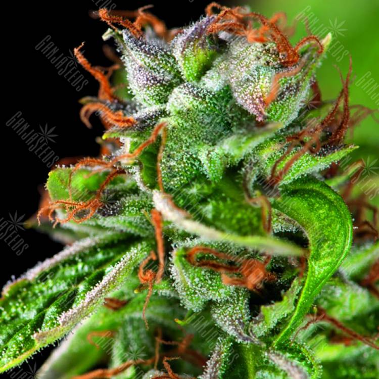 качественные семена конопли Double OG Haze feminised Pyramid Seeds качественные семена конопли Double OG Haze feminised Pyramid Seeds