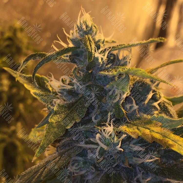 качественные семена конопли Lemon Shining Silver Haze feminised Royal Queen качественные семена конопли Lemon Shining Silver Haze feminised Royal Queen