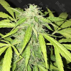 Cream Caramel feminised Sweet Seeds