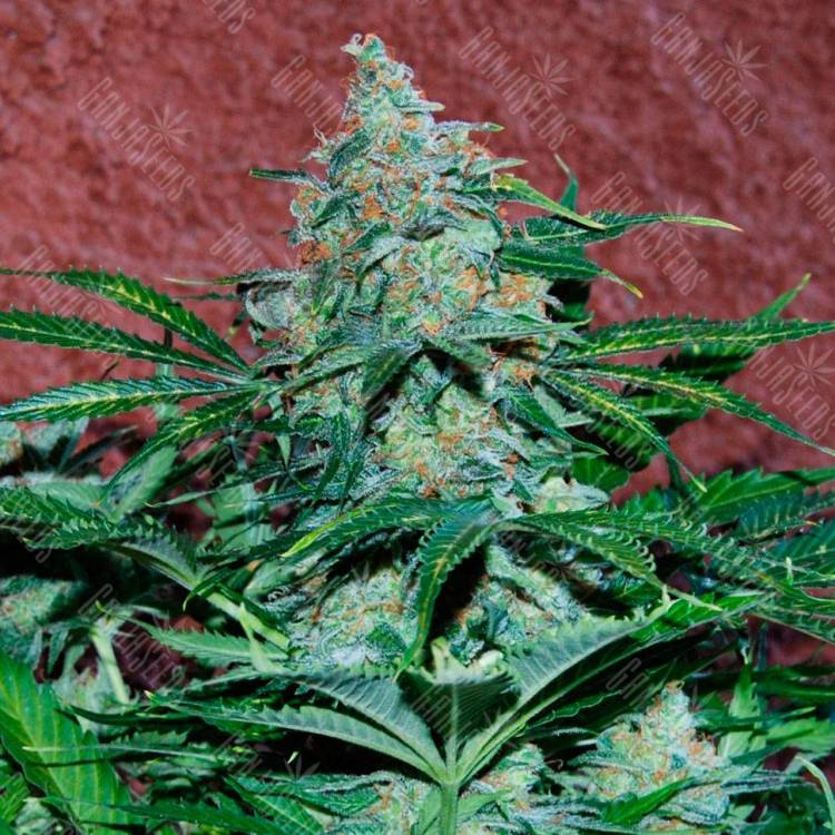 семена конопли для курения Auto Amnesia feminised Ganja Live Seeds семена конопли для курения Auto Amnesia feminised Ganja Live Seeds