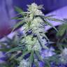 семена конопли курьером Auto AK 47 regular семена конопли курьером Auto AK 47 regular
