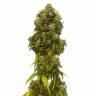 где можно заказать семена конопли A.M.S. feminised Green House Seeds