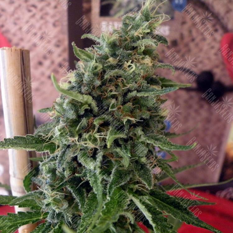 CBD Kush feminised Dutch Passion Seeds CBD Kush feminised Dutch Passion Seeds