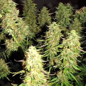 Auto Blue Critical feminised Dinafem Seeds