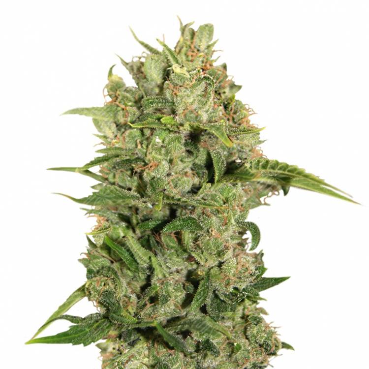 Cheese feminised Breeders Community Seeds Cheese feminised Breeders Community Seeds