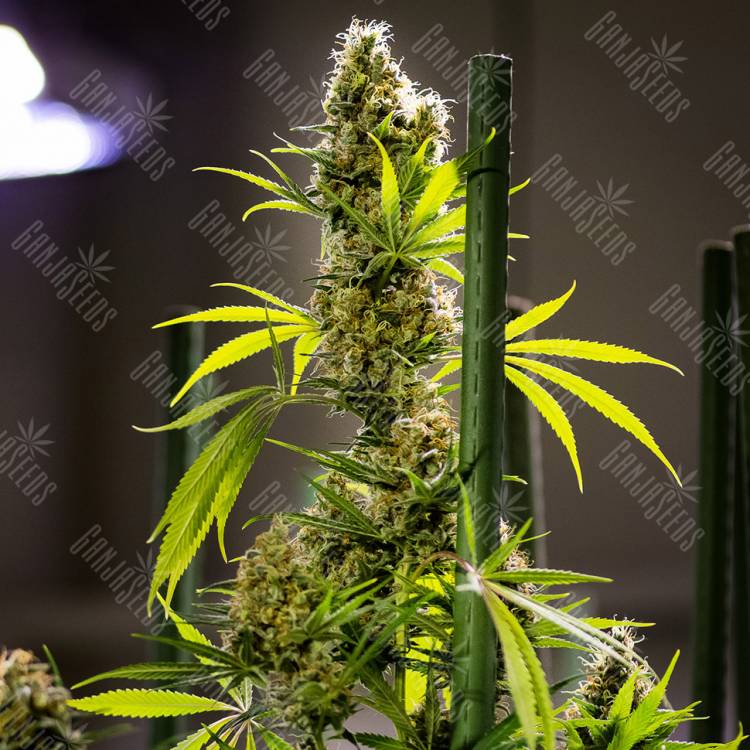 семена конопли в фирменной упаковке Auto Pipi regular семена конопли в фирменной упаковке Auto Pipi regular