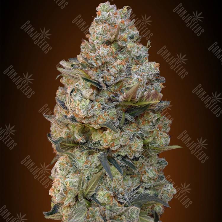 семена конопли в оригинальных упаковках Chocolate Skunk feminised 00 Seeds