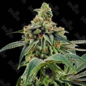 Training Day feminised DNA Genetics