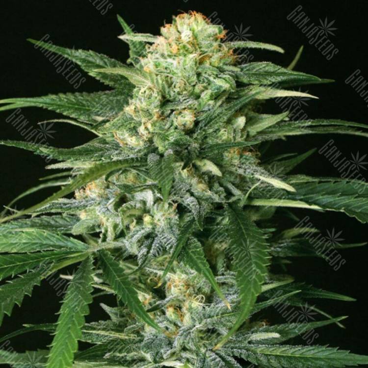 семена конопли для выращивания Devil Kush regular Exotic Seed семена конопли для выращивания Devil Kush regular Exotic Seed