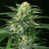 семена конопли для выращивания Devil Kush regular Exotic Seed семена конопли для выращивания Devil Kush regular Exotic Seed